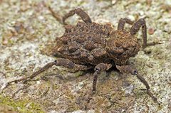 Poropterus parryi