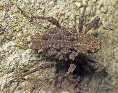 Poropterus parryi
