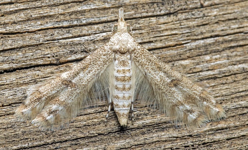 Cenoloba obliteralis
