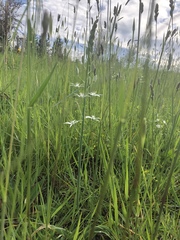 Ornithogalum narbonense
