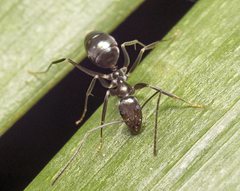 Leptomyrmex burwelli