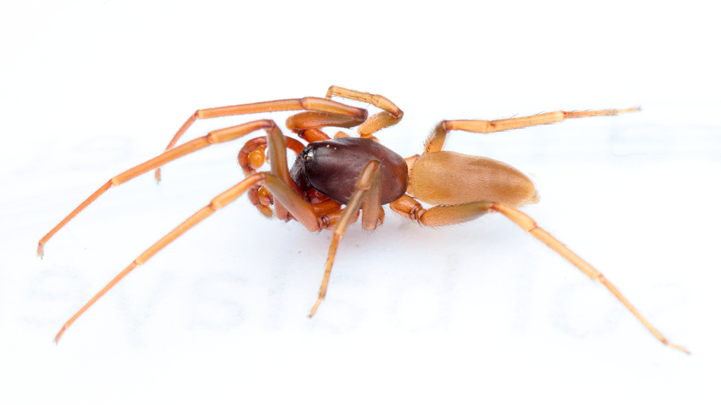 Dasumia laevigata