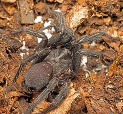 Australothele jamiesoni