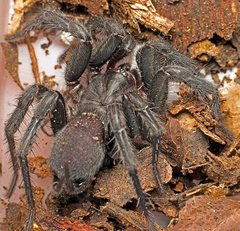 Australothele jamiesoni