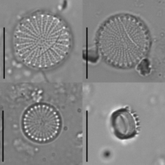Stephanodiscus minutulus