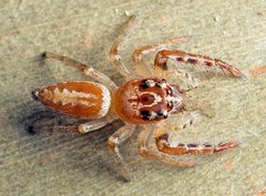 Opisthoncus alborufescens