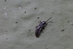 Phosphaenus hemipterus