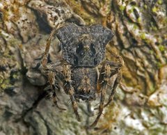 Arkys dilatatus