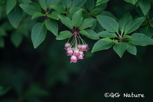 Enkianthus deflexus