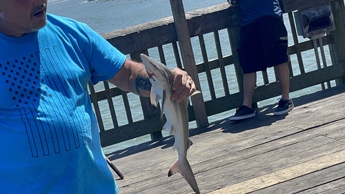 Common Blacktip Shark photographed in Georgia