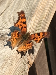 Polygonia satyrus