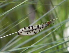Myrmeleon erythrocephalus