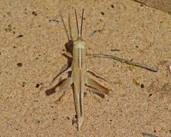 Austracris guttulosa