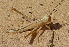 Austracris guttulosa