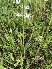 Ornithogalum narbonense