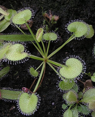 Drosera prolifera