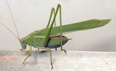 Symmachis