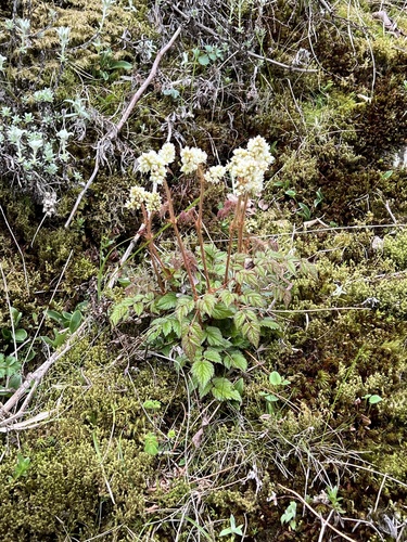 Largeleaf Astilbe (Astilbe macroflora)