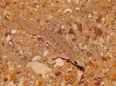 Rhynchoedura
