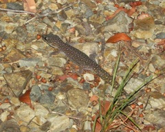Oedura tryoni