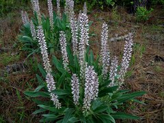 Lupinus villosus