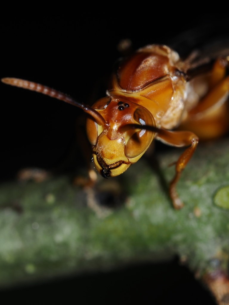 Parapolybia indica
