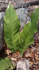 Anthurium schlechtendalii