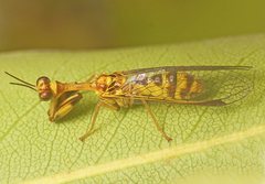 Spaminta minjerribae