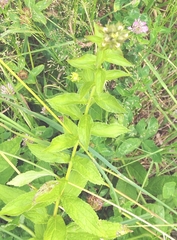 Milky Bellflower (Campanula lactiflora)