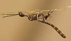 Gasteruption angusticeps