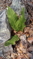 Anthurium schlechtendalii
