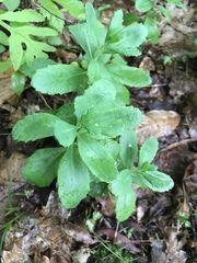 Hylotelephium telephium