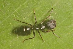 Colobopsis gasseri