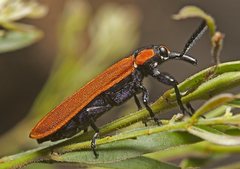 Rhinotia haemoptera