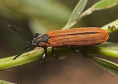 Rhinotia haemoptera
