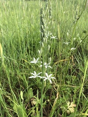 Ornithogalum narbonense