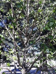 Liquidambar styraciflua