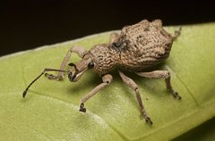 Leptopius tetraphysodes