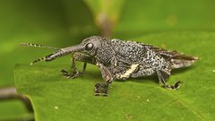 Isacantha rhinotioides