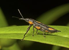 Rhinotia plagiata