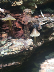 Mycena austroavenacea