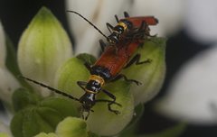 Chauliognathus atricornis
