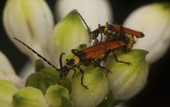 Chauliognathus atricornis