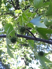 Liquidambar styraciflua