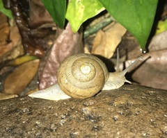 Zachrysia provisoria