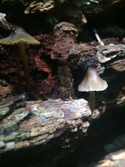 Mycena austroavenacea