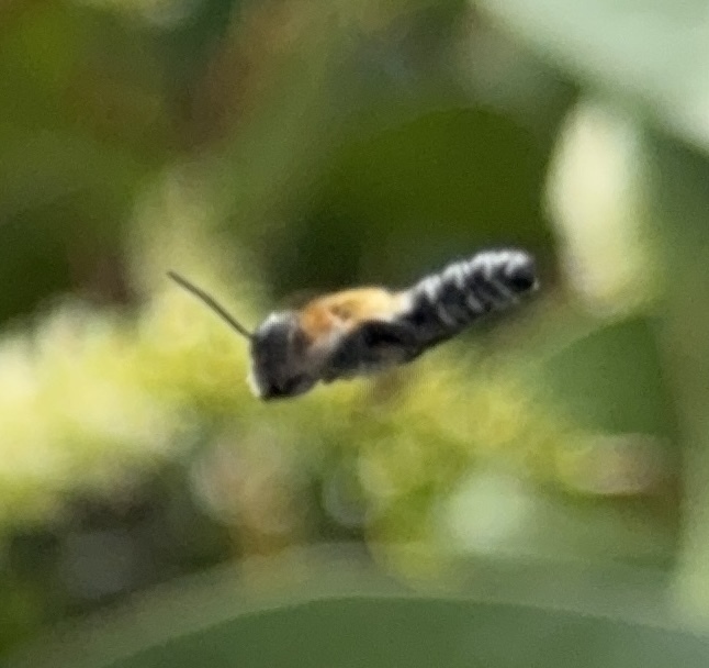 Shadow-winged Resin Bee