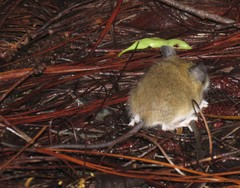 Reithrodontomys gracilis