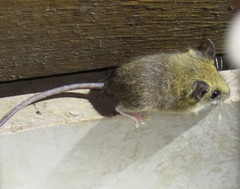 Reithrodontomys gracilis