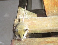 Reithrodontomys gracilis